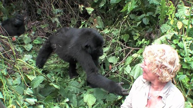 Uganda Gorilla Tracking